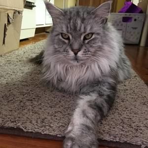 Meet your Posher, Colleen